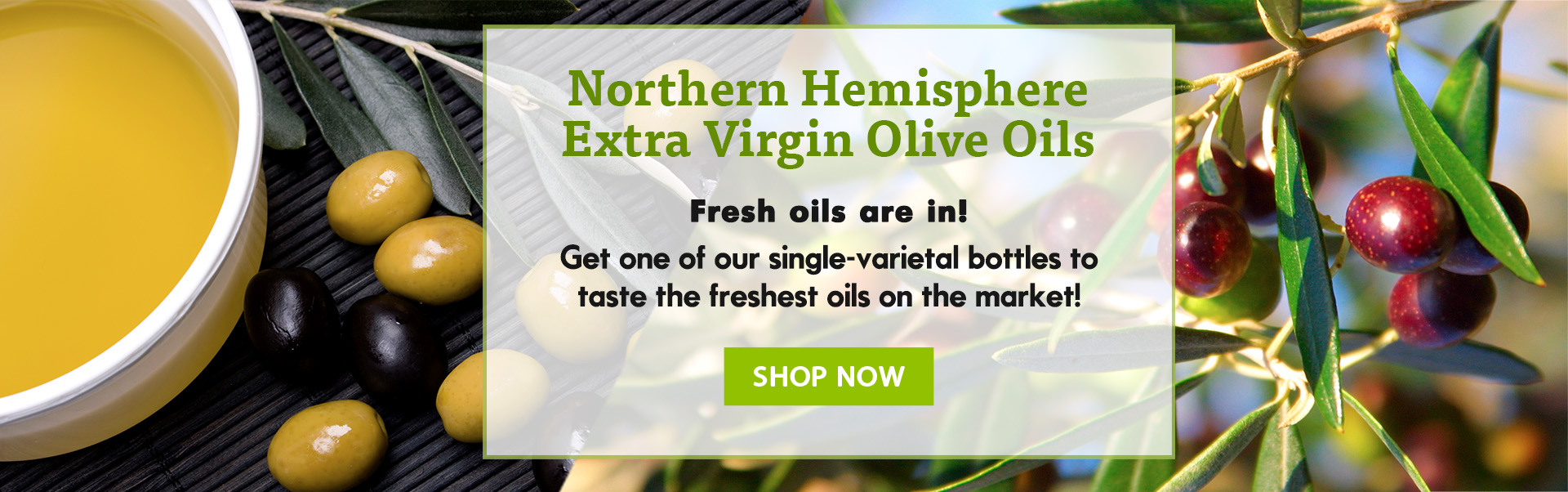 Fresh Northern Hemisphere Olive Oils